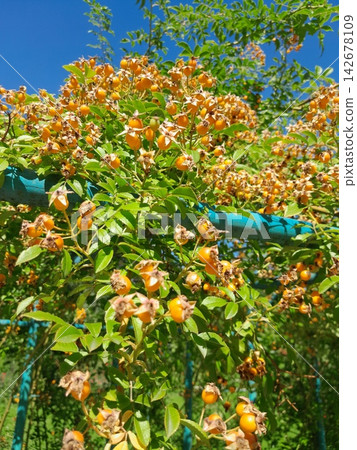 Golden Rose Hips on Branches Against Deep Blue Summer Sky Close Up Golden Rose Hips on Branches Against Deep Blue Summer Sky Close Up 142678109