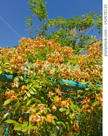 Golden Rose Hips on Branches Against Deep Blue Summer Sky Close Up Golden Rose Hips on Branches Against Deep Blue Summer Sky Close Up 142678110