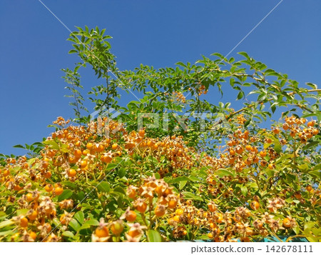 Golden Rose Hips on Branches Against Deep Blue Summer Sky Close Up Golden Rose Hips on Branches Against Deep Blue Summer Sky Close Up 142678111