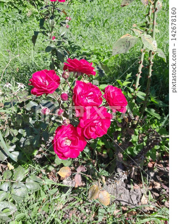 Bright Pink Roses Blooming in Sunny Garden Close Up Bright Pink Roses Blooming in Sunny Garden Close Up 142678160