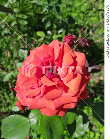Beautiful Roses Blooming in Sunny Garden Close Up Beautiful Roses Blooming in Sunny Garden Close Up 142678276