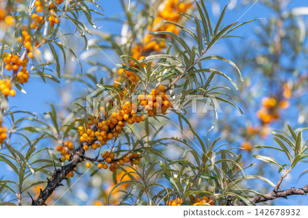 Vibrant sea buckthorn berries glistening under the bright blue sky in a serene natural setting Vibrant sea buckthorn berries glistening under the bright blue sky in a serene natural setting 142678932