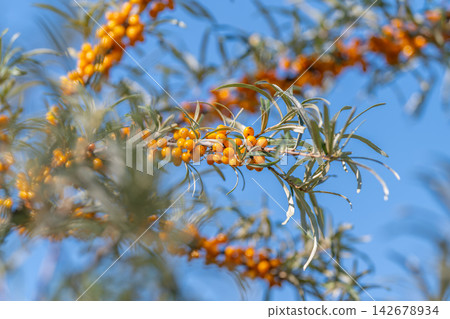 Bright sea buckthorn berries glisten under the sun showcasing nature's vibrant display in a serene landscape Bright sea buckthorn berries glisten under the sun showcasing nature's vibrant display in a serene landscape 142678934