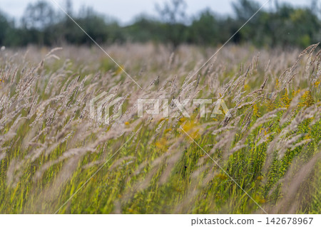 Golden grasses sway gently in a serene field under a clear blue sky on a warm summer afternoon Golden grasses sway gently in a serene field under a clear blue sky on a warm summer afternoon 142678967
