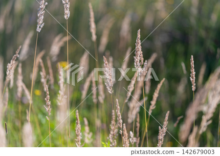 Soft golden grasses sway gently in a sunlit meadow creating a tranquil scene of nature's beauty Soft golden grasses sway gently in a sunlit meadow creating a tranquil scene of nature's beauty 142679003