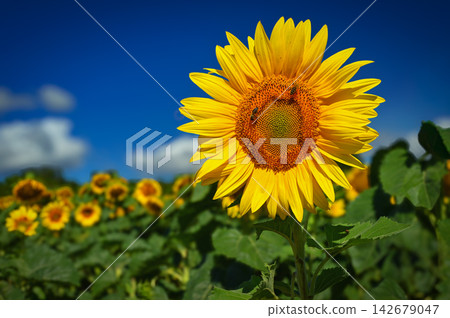 Sunflower. Beautiful yellow blooming flower with blue sky. Colorful nature background for summer season. (Helianthus) 142679047