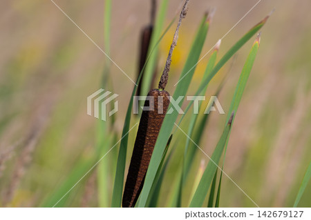 Tall green grasses sway gently beside the water under a clear blue sky adorned with fluffy clouds in a tranquil nature scene Tall green grasses sway gently beside the water under a clear blue sky adorned with fluffy clouds in a tranquil nature scene 142679127