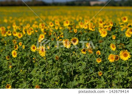 Vibrant sunflowers bloom in a golden field under a bright blue sky during a sunny afternoon Vibrant sunflowers bloom in a golden field under a bright blue sky during a sunny afternoon 142679414
