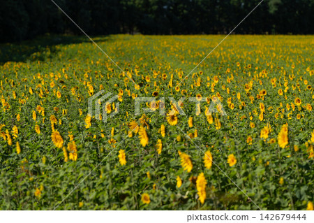 Bright sunflower field dancing in the gentle breeze under a clear blue sky during the golden hour of late afternoon Bright sunflower field dancing in the gentle breeze under a clear blue sky during the golden hour of late afternoon 142679444