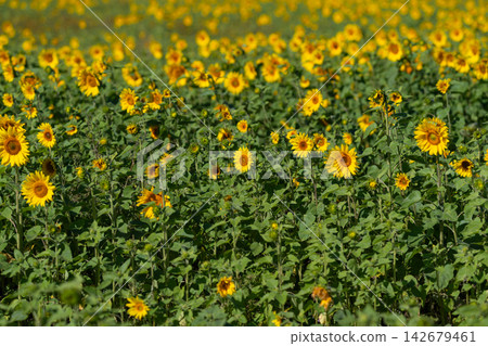Vibrant sunflowers dancing in a golden field under the bright blue sky on a warm summer day Vibrant sunflowers dancing in a golden field under the bright blue sky on a warm summer day 142679461