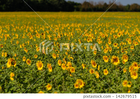 Vibrant field of sunflowers stretching under a bright blue sky in the warmth of summer showcasing nature's beauty and abundance Vibrant field of sunflowers stretching under a bright blue sky in the warmth of summer showcasing nature's beauty and abundance 142679515