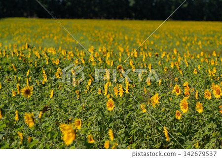 Sunshine fills a vibrant sunflower field under the clear blue sky during late summer showcasing nature's golden beauty and warm hues 142679537