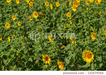 Vibrant field of sunflowers swaying gently under the bright sun on a warm summer day Vibrant field of sunflowers swaying gently under the bright sun on a warm summer day 142679564