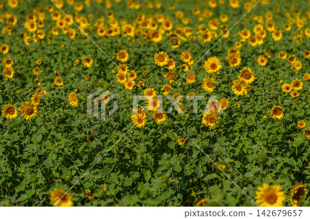 Vibrant field of sunflowers basking in the sunlight creates a breathtaking landscape full of warmth and life Vibrant field of sunflowers basking in the sunlight creates a breathtaking landscape full of warmth and life 142679657