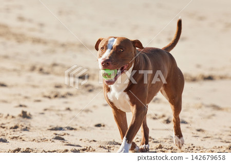 Beach, sand and happy dog playing with ball for fun exercise, healthy energy or animal in nature. Ocean, games and playful pitbull with outdoor training, pet fitness and wellness with toys in morning Beach, sand and happy dog playing with ball for fun exercise, healthy energy or animal in nature. Ocean, games and playful pitbull with outdoor training, pet fitness and wellness with toys in morning 142679658