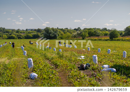 Beet harvesting in a sprawling green field on a sunny day showcasing diligent workers and bright blue skies Beet harvesting in a sprawling green field on a sunny day showcasing diligent workers and bright blue skies 142679659