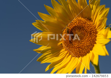 Buzzing beauty on a sunny day a diligent bee enjoys nectar from a vibrant sunflower under a clear blue sky Buzzing beauty on a sunny day a diligent bee enjoys nectar from a vibrant sunflower under a clear blue sky 142679853