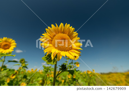 Sunflowers stand tall in a vibrant field under a clear blue sky on a sunny afternoon celebrating nature's beauty and warmth Sunflowers stand tall in a vibrant field under a clear blue sky on a sunny afternoon celebrating nature's beauty and warmth 142679909