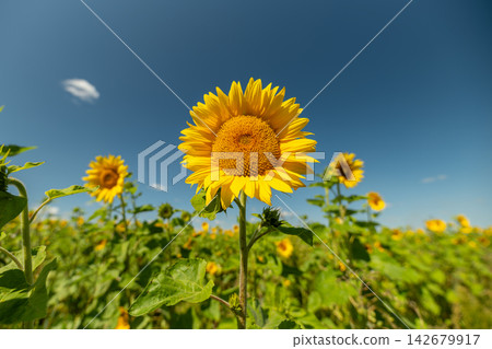 Vibrant sunflowers basking in the golden sunlight on a bright day Vibrant sunflowers basking in the golden sunlight on a bright day 142679917