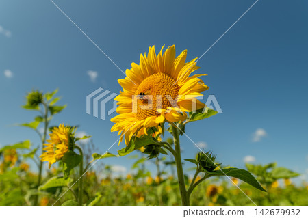 Sunflower blooms under a bright sky with a busy bee collecting nectar in the warm afternoon light Sunflower blooms under a bright sky with a busy bee collecting nectar in the warm afternoon light 142679932