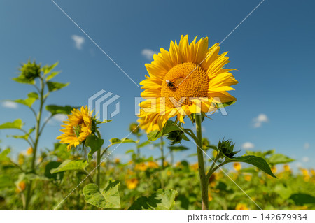 Sunflowers bathed in sunlight with a busy bee enjoying the warm summer day in a vibrant field Sunflowers bathed in sunlight with a busy bee enjoying the warm summer day in a vibrant field 142679934