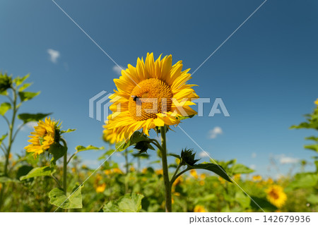 Vibrant sunflowers stand tall under a bright blue sky with a busy bee collecting nectar in a lively summer field Vibrant sunflowers stand tall under a bright blue sky with a busy bee collecting nectar in a lively summer field 142679936