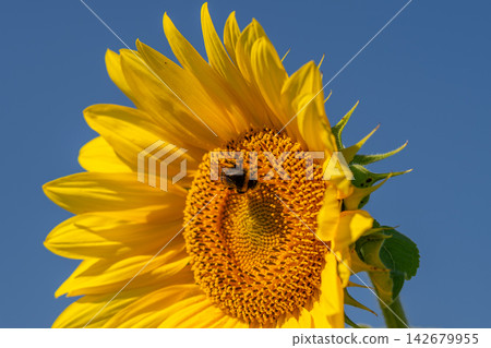 Bright sunflower blooms vibrantly under a clear blue sky while a bumblebee collects nectar showcasing nature's beauty and harmony in a summer afternoon scene Bright sunflower blooms vibrantly under a clear blue sky while a bumblebee collects nectar showcasing nature's beauty and harmony in a summer afternoon scene 142679955