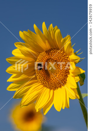 Vibrant sunflower embracing a busy bumblebee on a sunny afternoon Vibrant sunflower embracing a busy bumblebee on a sunny afternoon 142679959