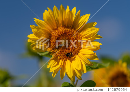 Bumblebee dances among the vibrant petals of a sunflower under the clear blue sky during a sunny afternoon Bumblebee dances among the vibrant petals of a sunflower under the clear blue sky during a sunny afternoon 142679964