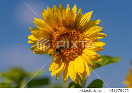 Bright sunflower attracts a nurturing bumblebee under a clear blue sky in a vibrant field of blooms Bright sunflower attracts a nurturing bumblebee under a clear blue sky in a vibrant field of blooms 142679975