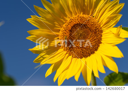 Pollinator bee dancing among vibrant sunflower petals under the blue sky 142680017