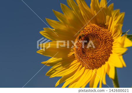 Sunflower blooms under the clear blue sky with a busy bee collecting nectar from the vibrant golden petals during a warm afternoon Sunflower blooms under the clear blue sky with a busy bee collecting nectar from the vibrant golden petals during a warm afternoon 142680021