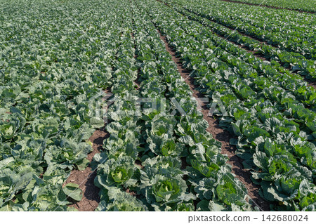 Rows of vibrant white cabbage flourishing in a lush green field under the bright sun in the countryside Rows of vibrant white cabbage flourishing in a lush green field under the bright sun in the countryside 142680024