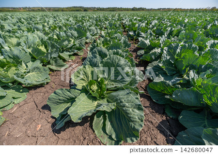 Vibrant green fields of white cabbage basking under the warm sun in a rural landscape Vibrant green fields of white cabbage basking under the warm sun in a rural landscape 142680047