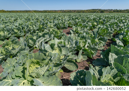 Vibrant white cabbage thriving in a sunlit field under a clear blue sky 142680052