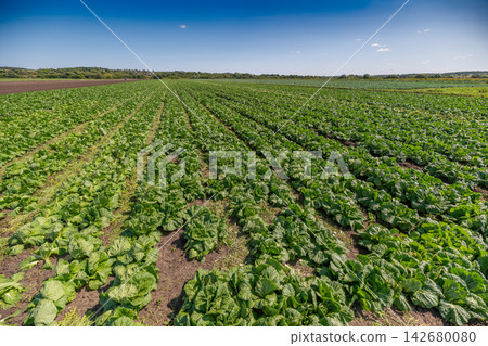 Vibrant rows of napa cabbage flourish under the clear blue sky in a lush expansive farm landscape Vibrant rows of napa cabbage flourish under the clear blue sky in a lush expansive farm landscape 142680080