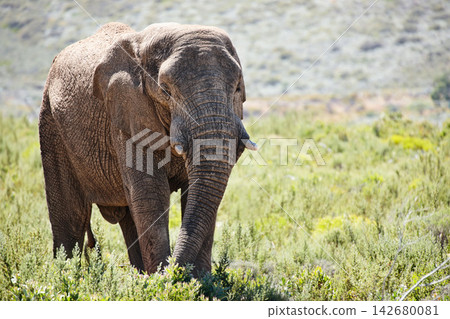 Elephant, animal and wildlife in nature for wilderness, safari and tourism on field for conservation. Ecology, ecosystem and grass for tourist, environment or habitat in summer for travel in Africa Elephant, animal and wildlife in nature for wilderness, safari and tourism on field for conservation. Ecology, ecosystem and grass for tourist, environment or habitat in summer for travel in Africa 142680081