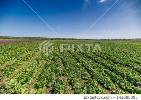 Vibrant fields of Chinese cabbage basking under the clear blue sky showcasing the beauty of agricultural life Vibrant fields of Chinese cabbage basking under the clear blue sky showcasing the beauty of agricultural life 142680083