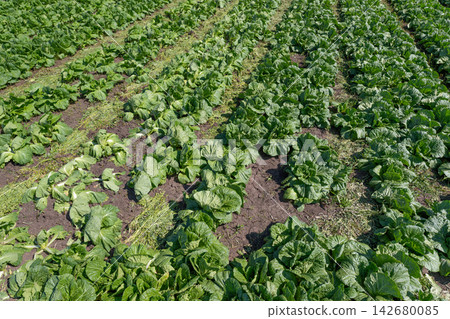 Vibrant rows of napa cabbage flourishing in a sunny field Vibrant rows of napa cabbage flourishing in a sunny field 142680085