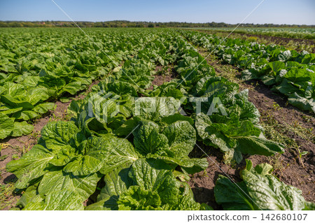 Vibrant green petsai cabbage thriving under the bright sun in a lush field during the warm afternoon Vibrant green petsai cabbage thriving under the bright sun in a lush field during the warm afternoon 142680107