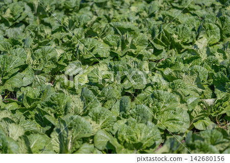 Vibrant green petsai cabbage thriving under bright sunshine in a lush field Vibrant green petsai cabbage thriving under bright sunshine in a lush field 142680156