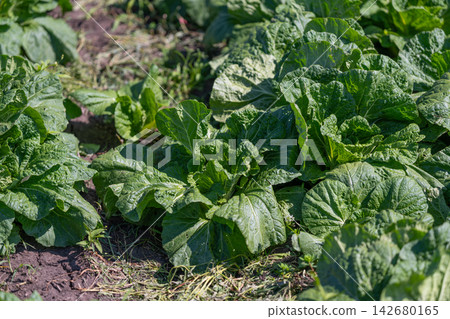 Lush Napa cabbage thrives under the warm sun in a verdant garden showcasing its crinkled leaves and vibrant green hue Lush Napa cabbage thrives under the warm sun in a verdant garden showcasing its crinkled leaves and vibrant green hue 142680165