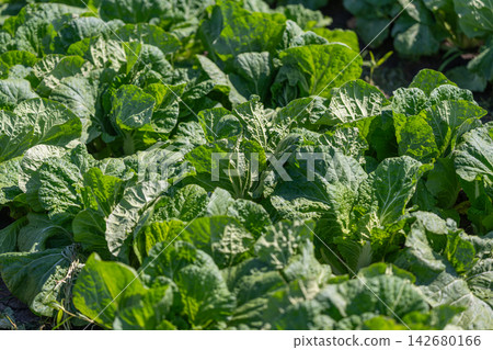 Lush green Chinese leaf cabbage thriving in a sunny field ready for harvest 142680166