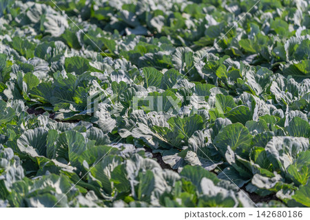 Lush white cabbage rows basking under the sunlight in a tranquil field during a warm afternoon 142680186