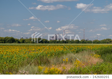Vibrant sunflowers bloom under a bright sky contrasting with industrial plants in the distance Vibrant sunflowers bloom under a bright sky contrasting with industrial plants in the distance 142680201