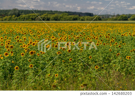 Vibrant sunflower field stretches endlessly under a bright blue sky with fluffy white clouds Vibrant sunflower field stretches endlessly under a bright blue sky with fluffy white clouds 142680203