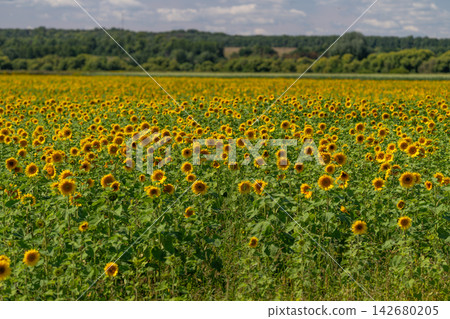 Fields of sunflowers stretching under a bright blue sky create a stunning landscape full of life and color during a warm summer day in the countryside Fields of sunflowers stretching under a bright blue sky create a stunning landscape full of life and color during a warm summer day in the countryside 142680205