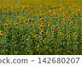 Vibrant field of sunflowers stretching towards the horizon under a clear blue sky on a sunny day 142680207