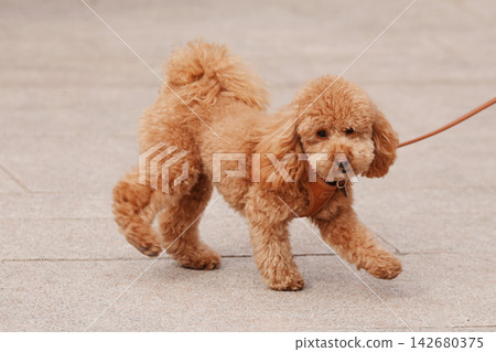 Small fluffy brown dog on leash walking outside Small fluffy brown dog on leash walking outside 142680375
