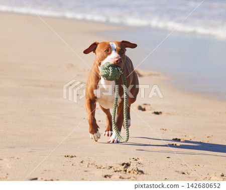 Ocean, fun and dog running with ball for exercise, healthy energy or excited animal playing in nature. Beach, games and pitbull with outdoor pet training, fitness and wellness with toys in morning Ocean, fun and dog running with ball for exercise, healthy energy or excited animal playing in nature. Beach, games and pitbull with outdoor pet training, fitness and wellness with toys in morning 142680652
